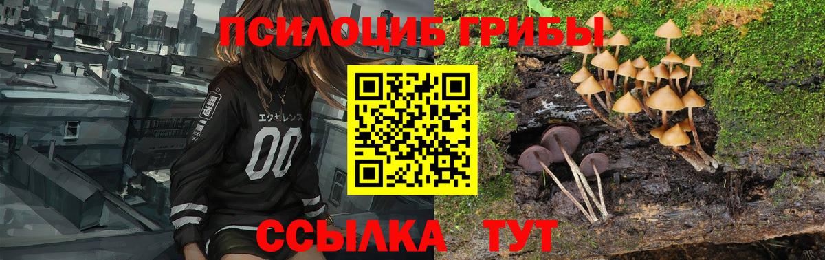 Минусинск  Псилоцибиновые грибы Cubensis  Вход с VPN 